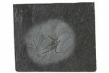 Rare, Pyritized, Devonian Brittle Star - Bundenbach, Germany #113287-1